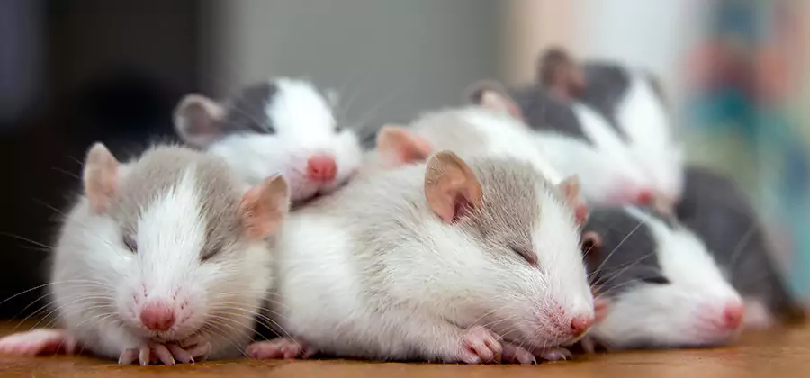 Eugene Pet Safe Mice Control