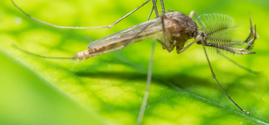 Herbal Mosquito Repellent Treatment in Eugene