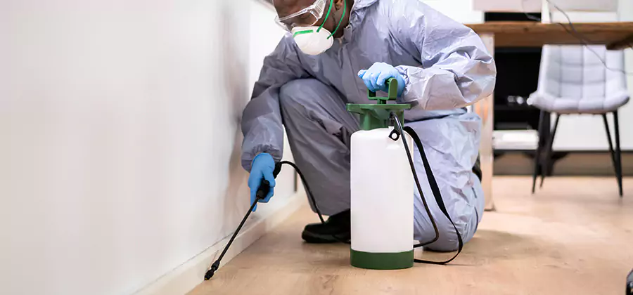 No Tent Termite Extermination With Electric Tool in Eugene