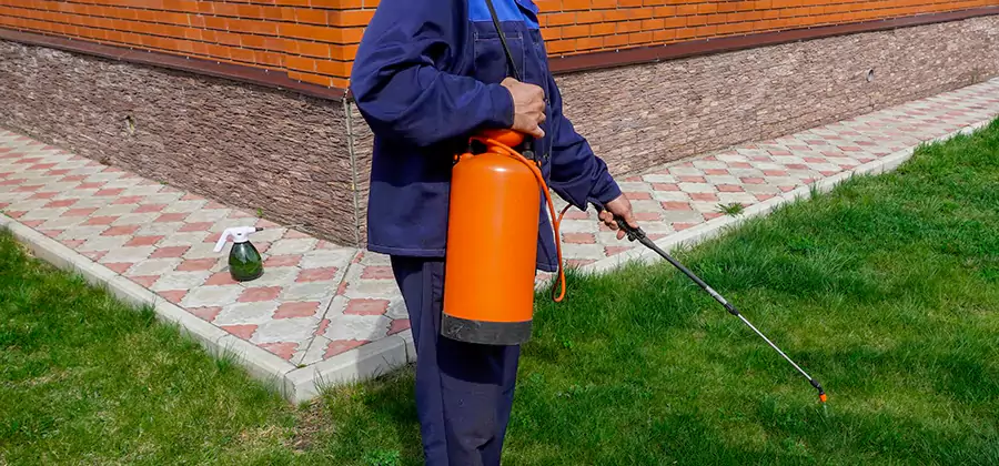 Non Toxic Termite Treatment in Eugene