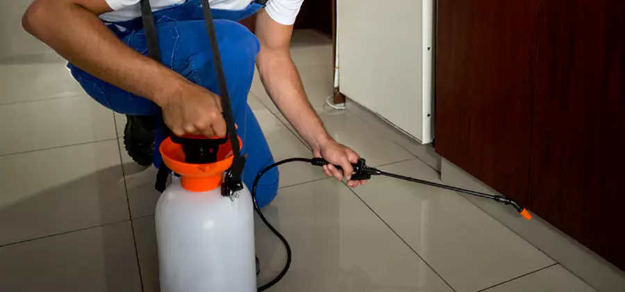 One Time Termite Control in Eugene