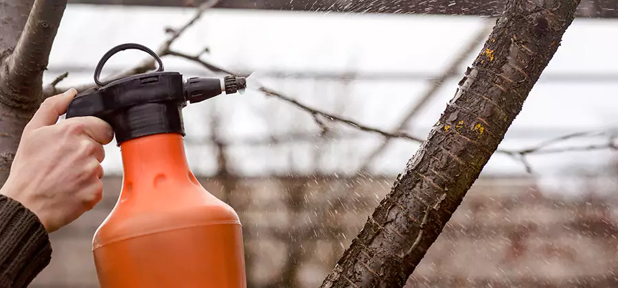 Orange Oil Structural Cavity Treatment in Eugene
