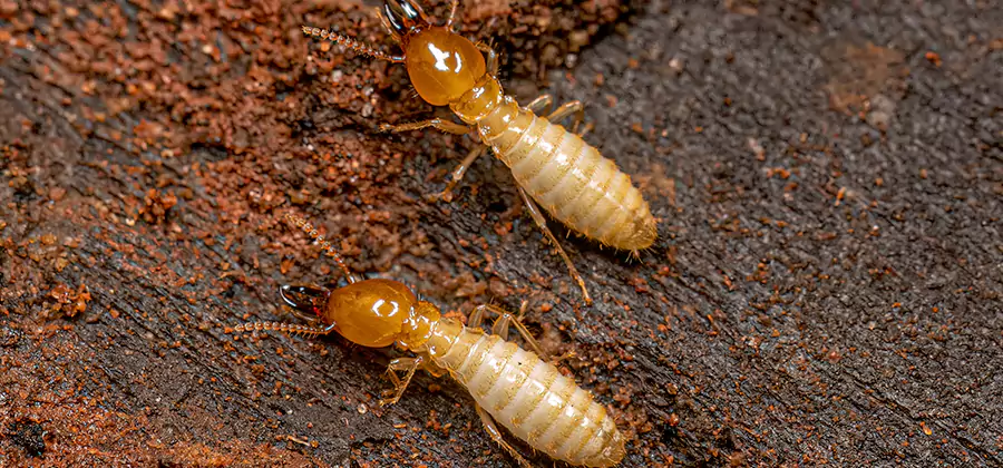 Natural Ant Hill Killer Treatment in Eugene