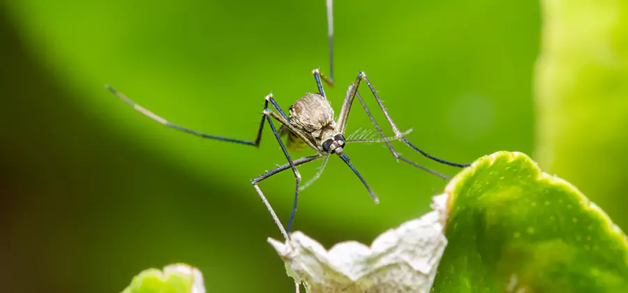 Natural Outdoor Mosquito Repellent in Eugene