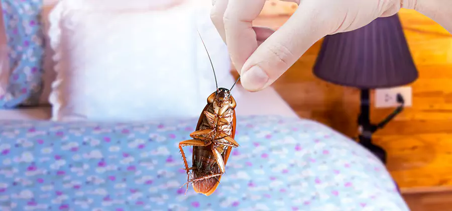 Bed Bug Inspection in Eugene