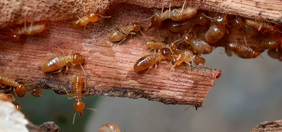 Termite Pest Management in Eugene