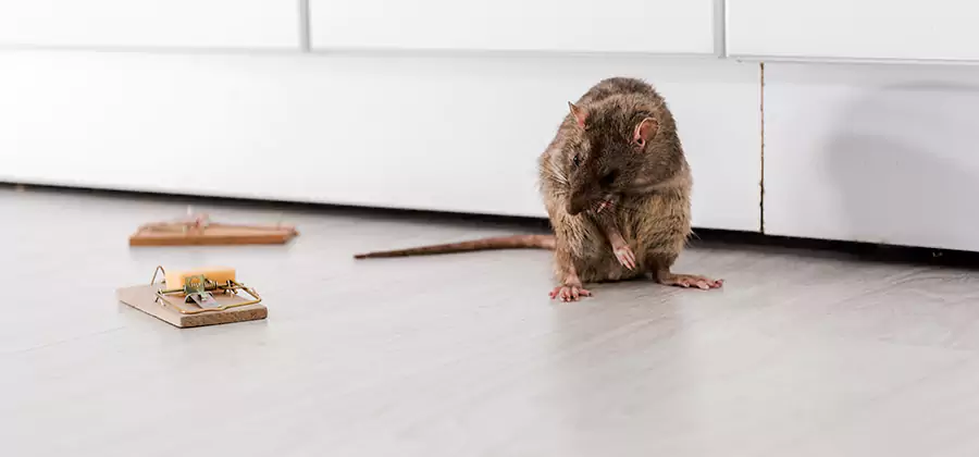 Rat Baiting Removal Service in Eugene