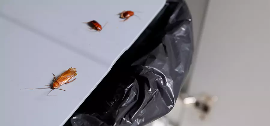 German Roach Pest Control in Eugene