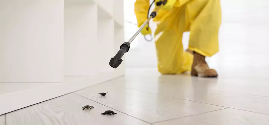 Roach and Bed Bug Exterminator in Eugene