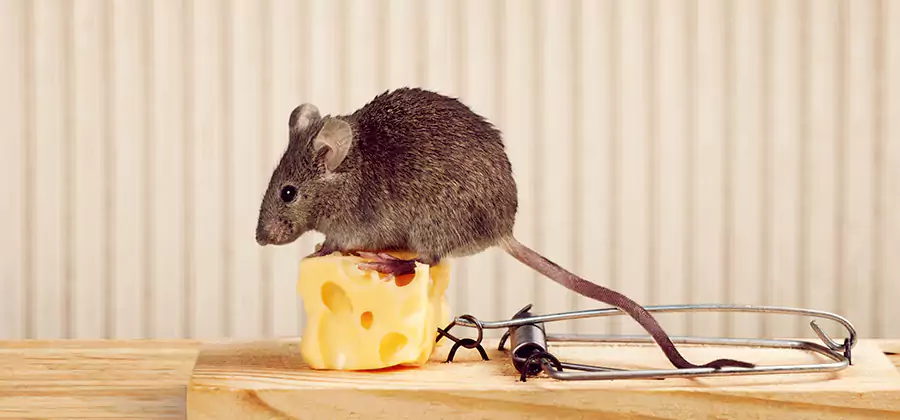 Commercial Rodent Exclusion Services in Eugene