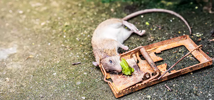 Rat Trapping in Eugene