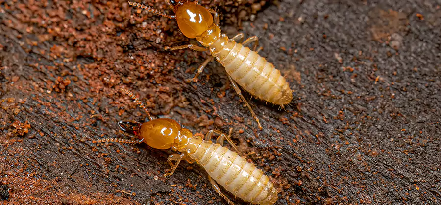 Sentricon Residential Termite Control in Eugene
