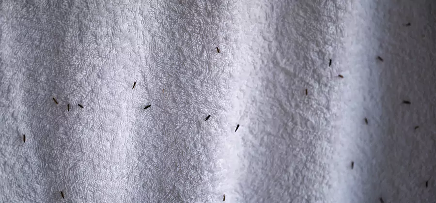 Small Black Ants in Bathroom Treatment in Eugene