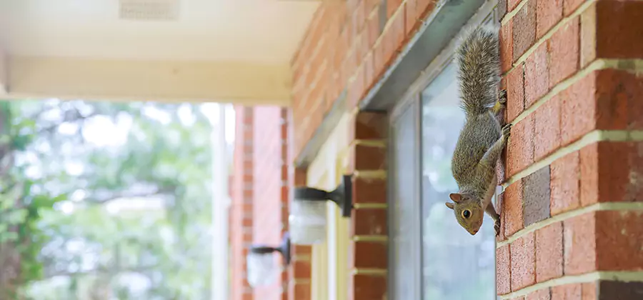 Squirrel Inside Walls Removal in Eugene