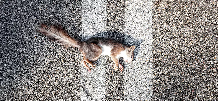 Dead Squirrel Removal in Eugene