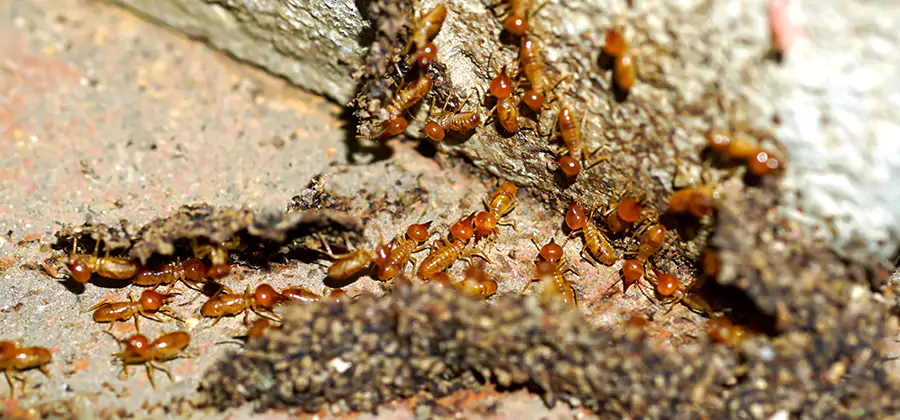 Wood Treatment and Localized Termite Solutions in Eugene