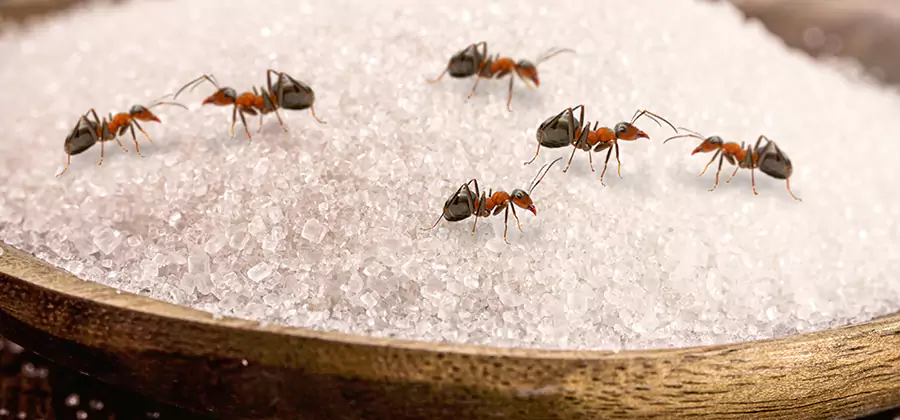 Indoor Sugar Ant Treatment in Eugene