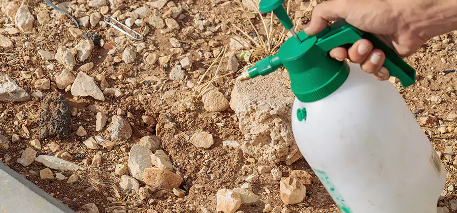 Heat Treatment Termite Cost in Eugene