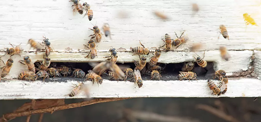 Residential Termite Fumigation in Eugene