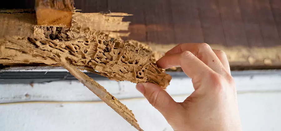 Pre-Purchase Termite Inspection in Eugene