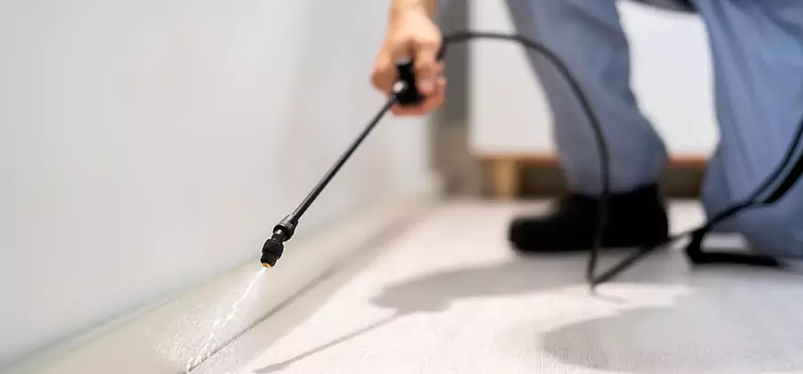 Direct Termite Injection Treatment in Eugene