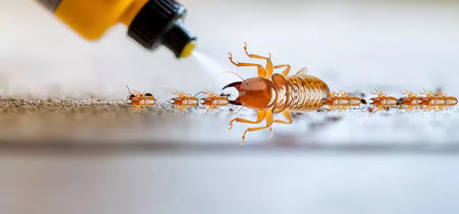 Foundation Termite Spraying Control in Eugene