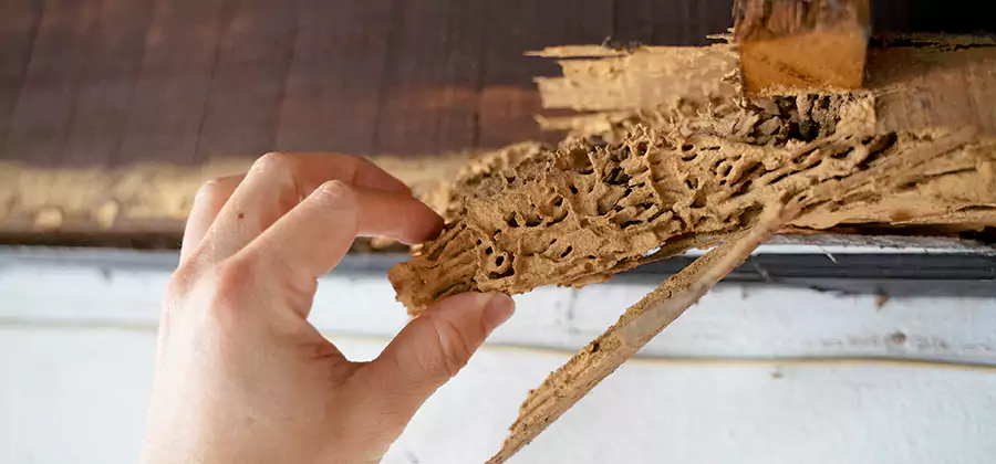 Pre-Construction Termite Treatment in Eugene
