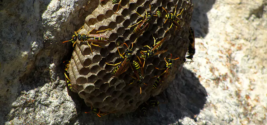 Wasp Nest in Tree Removal Eugene