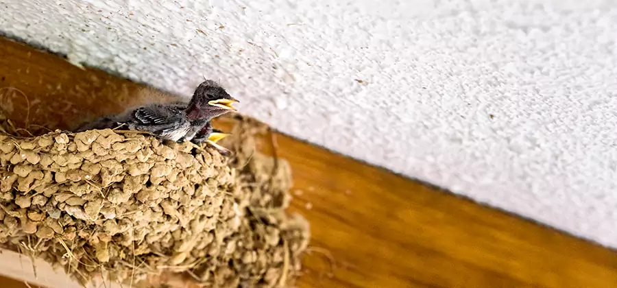 Bird Removal From House in Eugene