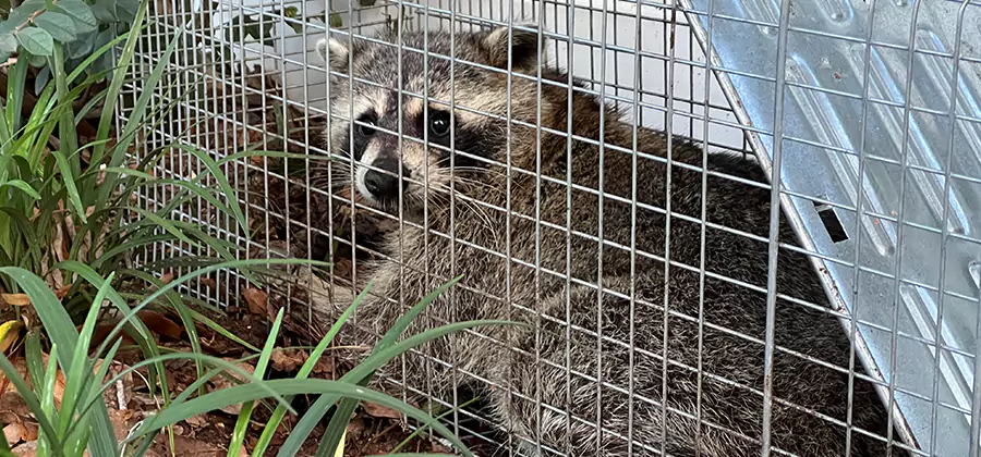 Wildlife Relocation Services in Eugene
