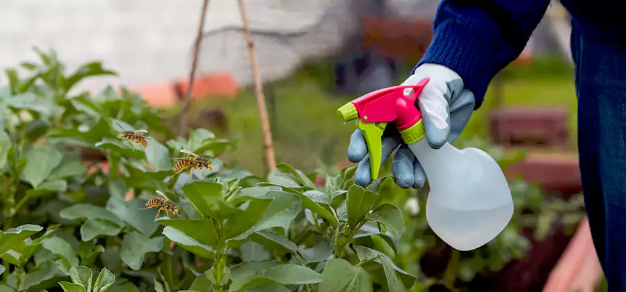 Yellow Jacket Pest Removal for Commercial Properties in Eugene