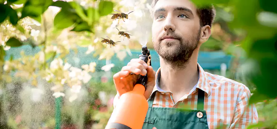 Yellow Jacket Wasp Removal in Eugene