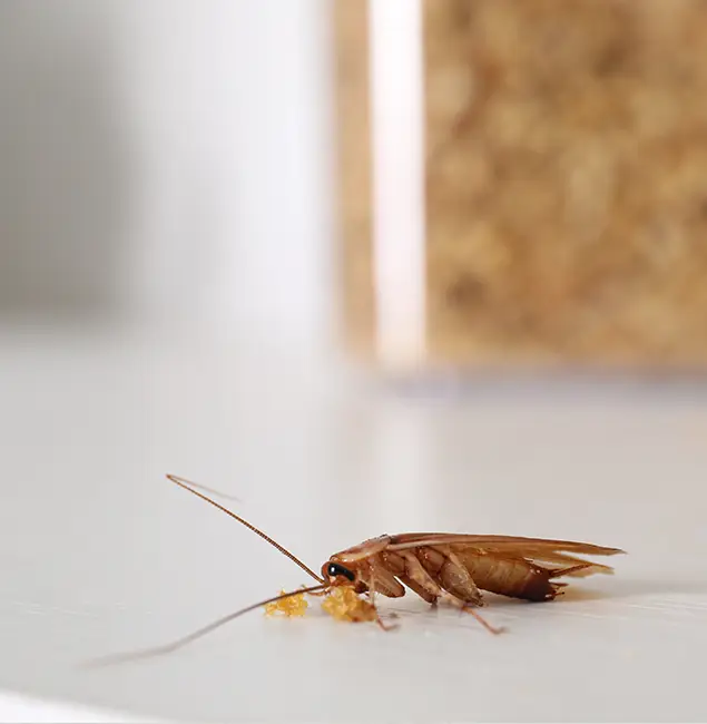 Why Eugene Pest Control Pros Stands Out in Eugene, OR?