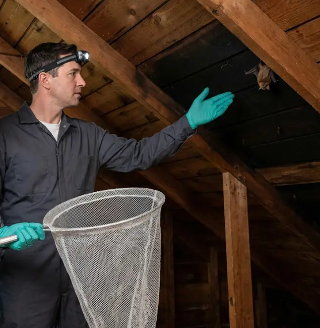 Why Eugene Pest Control Pros Is the Right Choice in Eugene, OR?