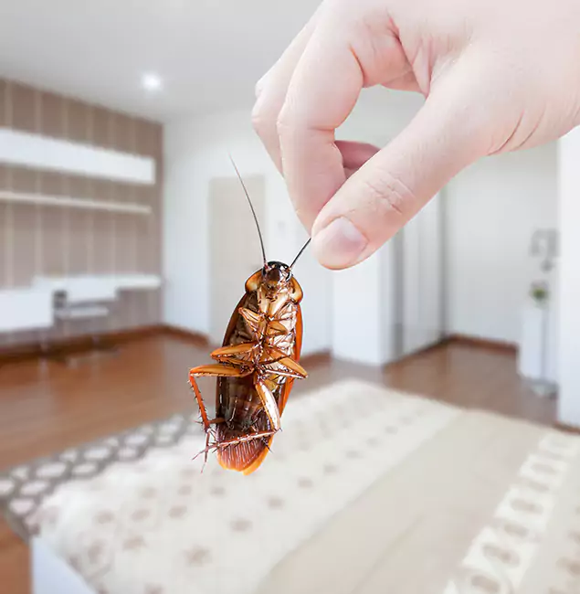 Why Eugene Pest Control Pros Stand Out for Bed Bug Fumigation in Eugene, OR?