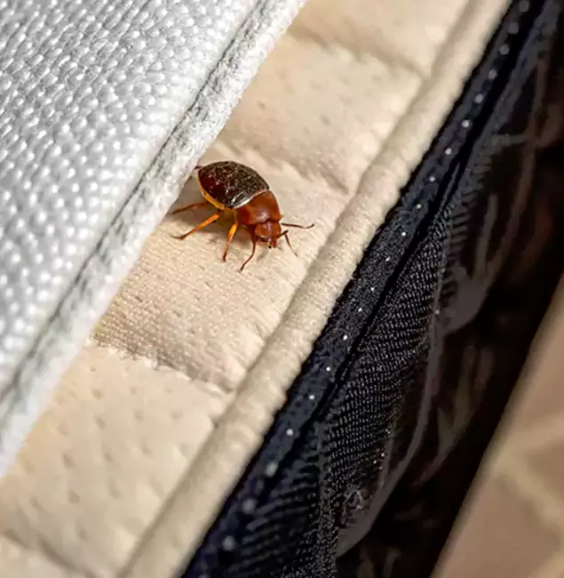 Why Choose Eugene Pest Control Pros for Bed Bug Treatment at Home in Eugene, OR?