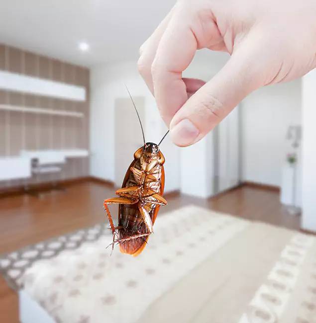 Why Eugene Pest Control Pros Stand Out For Bed Bug Inspection in Eugene, OR?