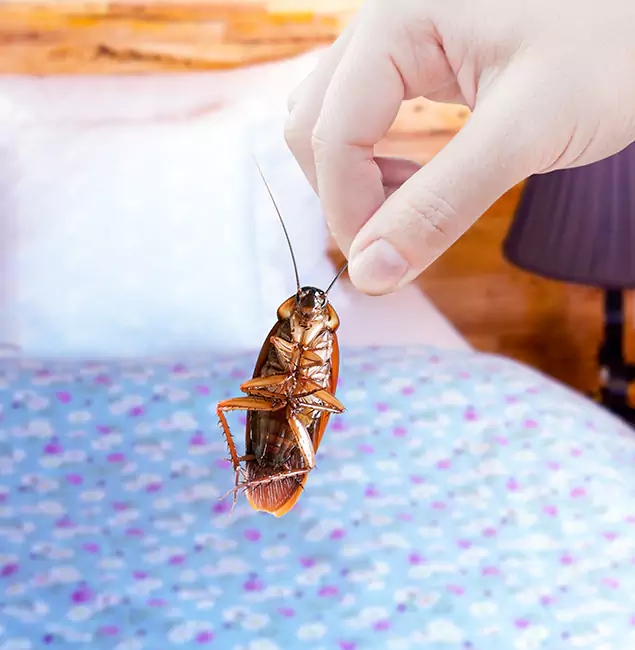 Why Choose Eugene Pest Control Pros for Bed Bug Treatment in Eugene, OR?