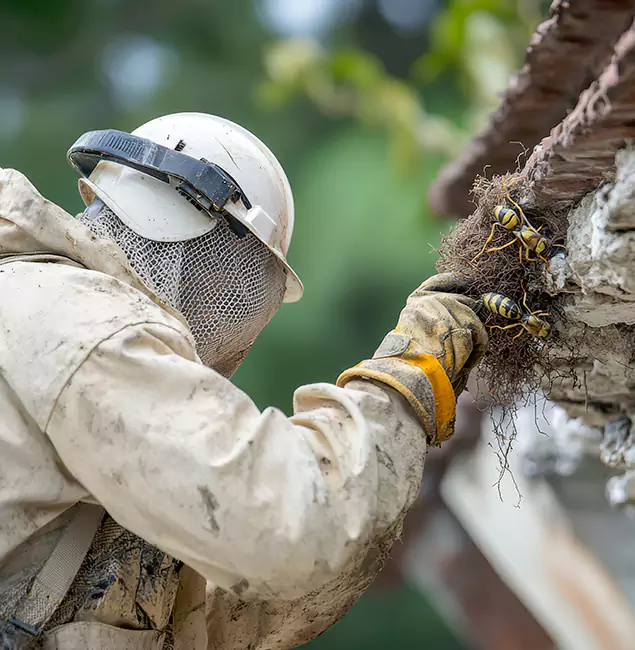 Why Eugene Property Owners Choose Eugene Pest Control Pros for Bee Exterminator?