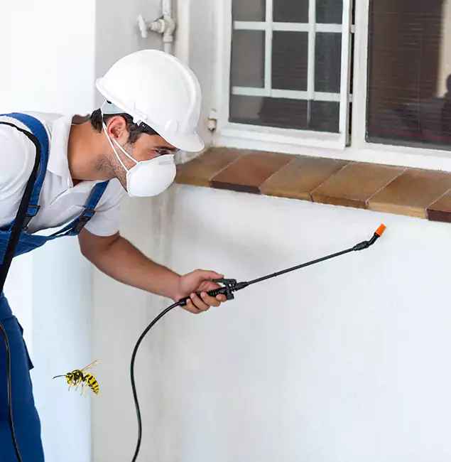 Why Eugene Property Owners Choose Eugene Pest Control Pros for Bee Nest Removal?