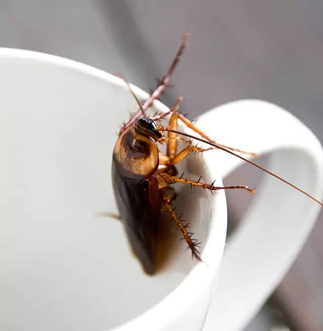 Why Eugene, OR Residents Trust Eugene Pest Control Pros for Cockroach Fumigation?