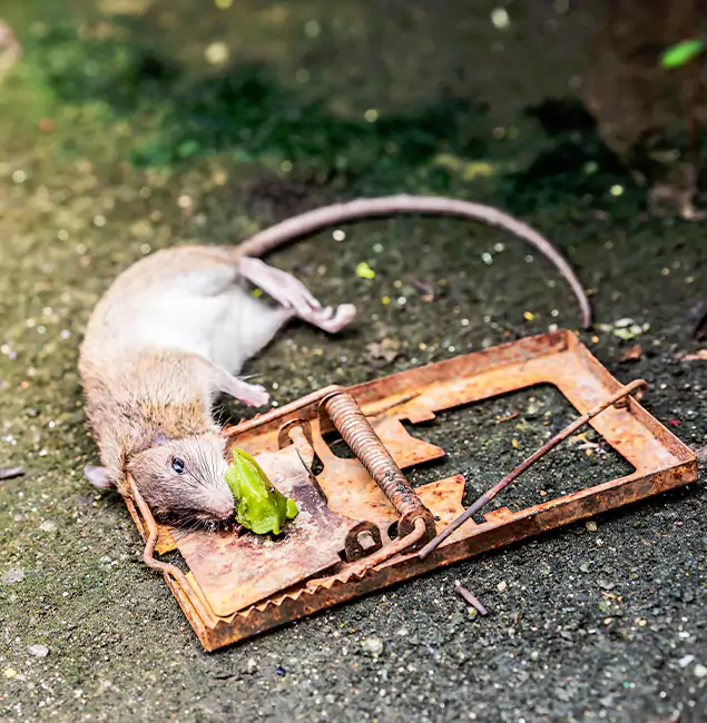 Why Eugene, OR Homeowners Trust Eugene Pest Control Pros for Rodent Removal?