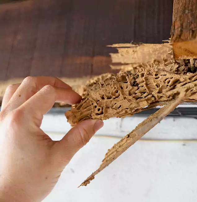 Why Choose Eugene Pest Control Pros in Eugene, OR?