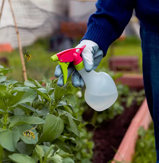 Why Eugene Homeowners Choose Eugene Pest Control Pros for Honey Bee Removal?
