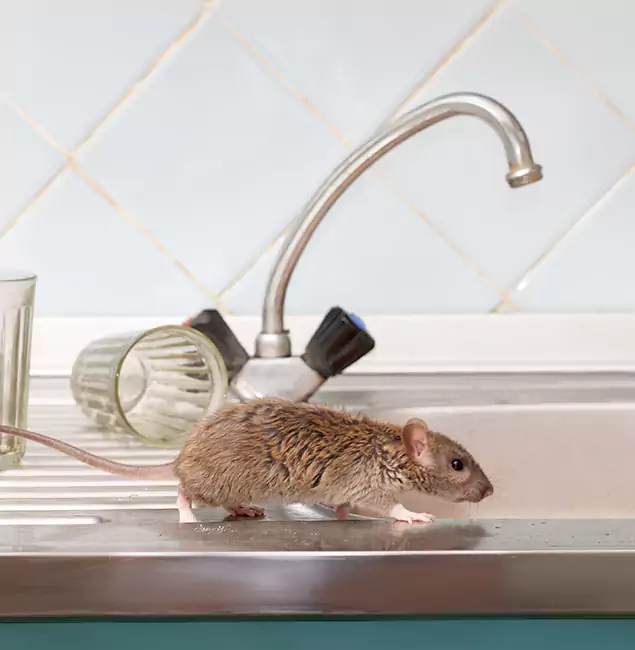 Why Eugene, OR Trusts Eugene Pest Control Pros for Humane Rodent Control?