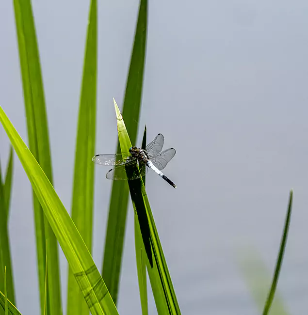 Why Eugene Families Trust Eugene Pest Control Pros for Mosquito Prevention?