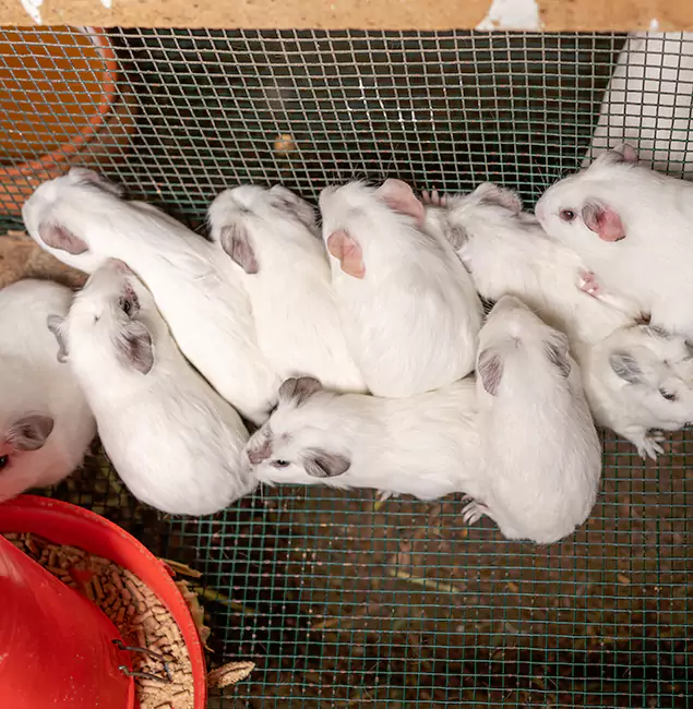 Why Eugene Pest Control Pros Is the Trusted Choice in Eugene, OR?