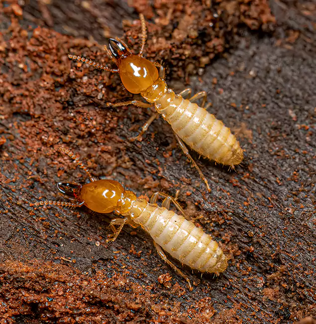 Why Choose Eugene Pest Control Pros for Termite Treatment Without Tenting in Eugene, OR?