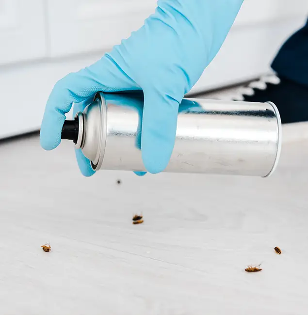 Why Choose Eugene Pest Control Pros for Safe Bed Bug Treatment in Eugene, OR?