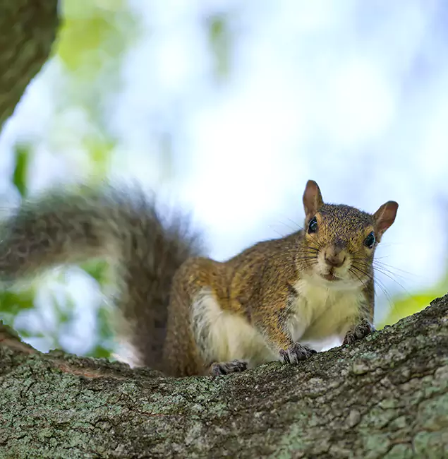 Why Eugene, OR Relies on Eugene Pest Control Pros for Squirrel Pest Control?